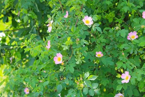 Plant dog rose