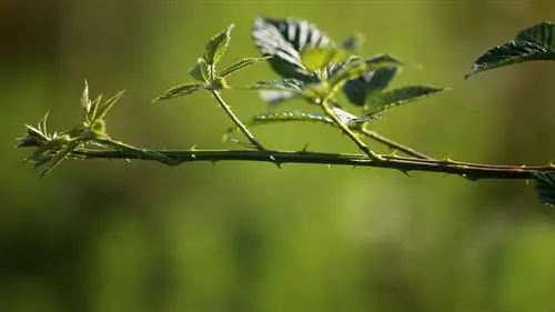 Խնձորի վարդը տարածեք