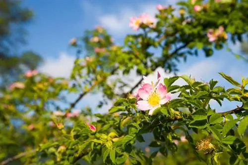 Profilo di rosa canina