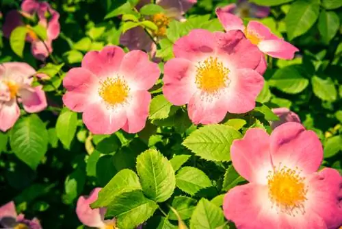 Dog rose pruning