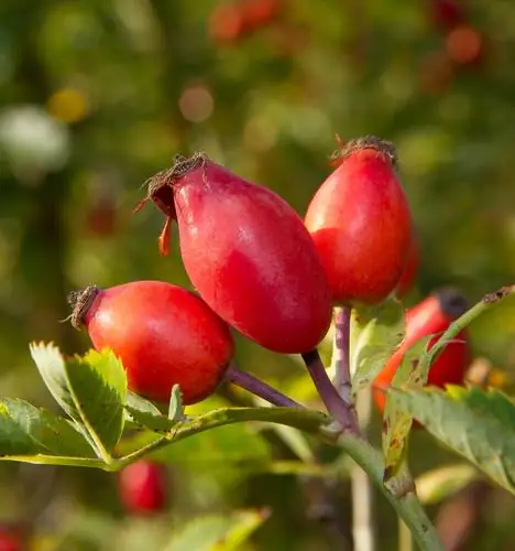 wilde roos giftig