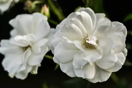 Rosas trepadeiras: As mais belas variedades para o seu jardim