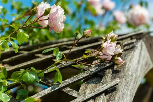 Climbing roses in the garden