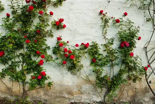 Mur de roses enfiladisses