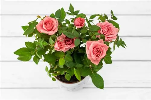 Climbing roses potted plant