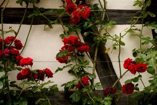 Climbing rose trellises: selection and attachment