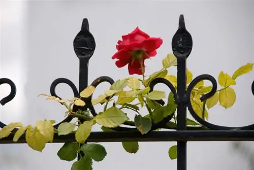 Esplendor de cor em um espaço pequeno: rosas trepadeiras para varanda