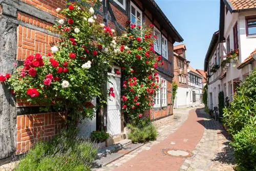 Climbing rose Location: sun or shade? The best tips