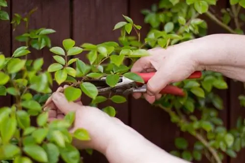 Nce toj Rose Santana pruning