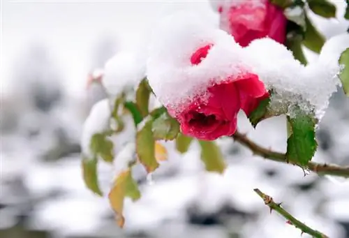 Rosas trepadoras en invierno.