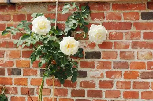 Secure climbing roses: Ang pinakamahusay na paraan