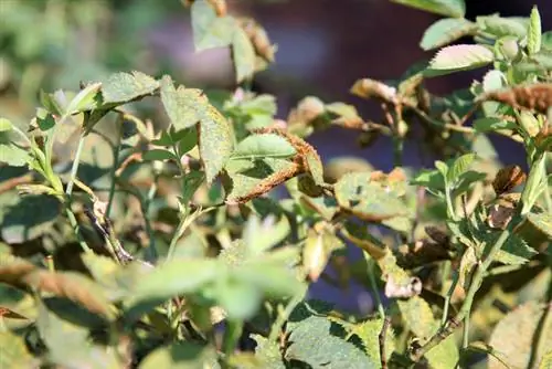 Rosa trepadora óxido de rosa