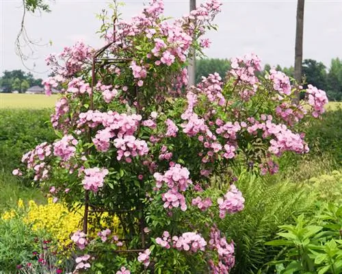 Sterco di bestiame rosa rampicante