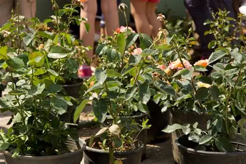 Plantar rosas trepadoras en primavera: consejos y trucos para el éxito