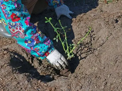 Kad ir labākais laiks stādīt kāpšanas rozes? eksperta padoms