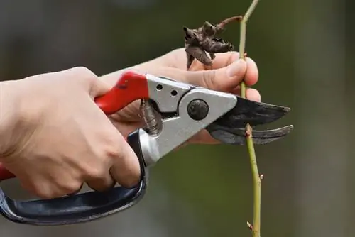 Sorg noukeurig vir klimrose: sny nadat die blomme in volle blom is