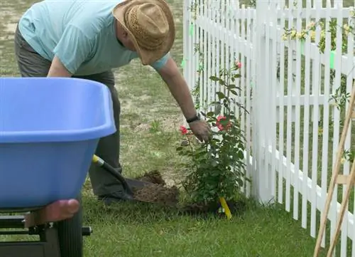 Relocate climbing roses