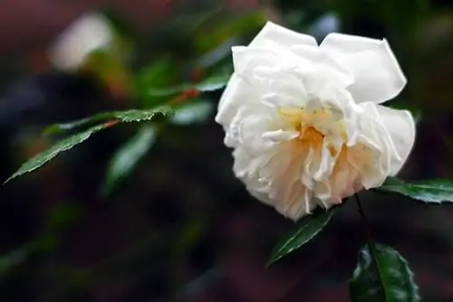 Tipos de rosas rambleras