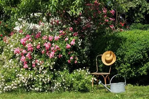 Rosa rambler: consigli per la cura di fiori rigogliosi