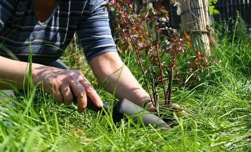 Plante rosas rambler correctamente: instrucciones y distancia de plantación