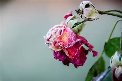 Rambler Roses nyob rau lub caij ntuj no