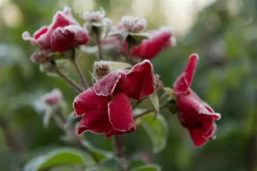 Climbing roses in winter