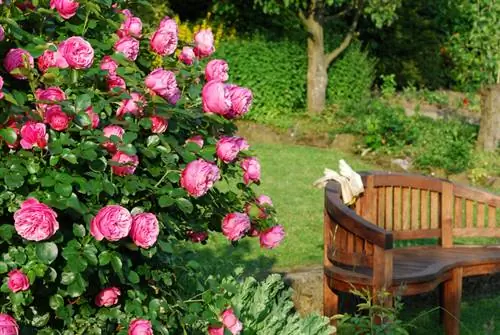 Rose Leonardo da Vinci: sorg vir manjifieke blomme