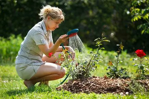 Caring for roses