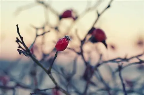 rosas en invierno