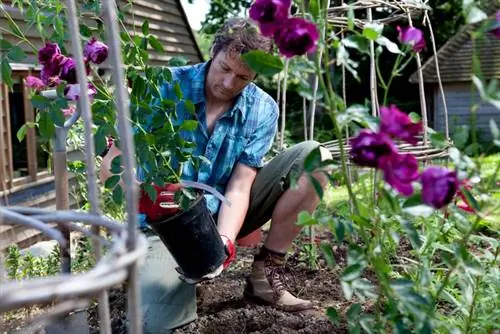 Plant bed roses