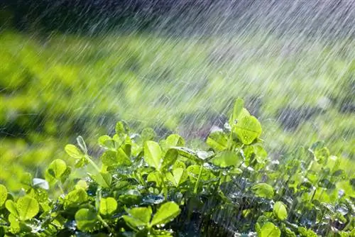 Clover in the garden: care, watering and cutting made easy