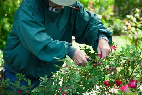 Beskæring af floribunda-roser