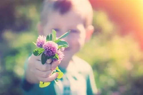 Trébol en flor en el jardín: ¿cuándo comienza el período de floración?