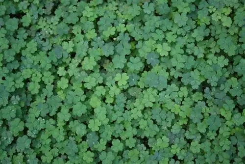 Kupanda clover