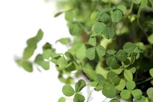 Propagate clover: methods for a lush meadow