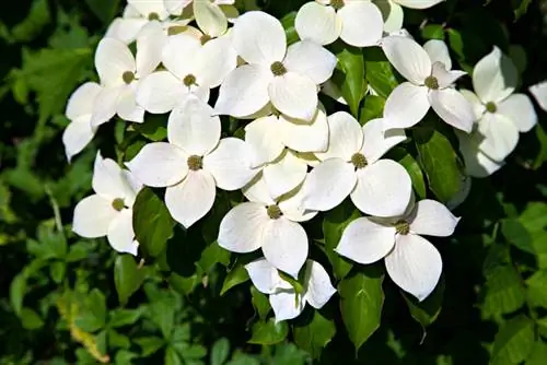 Cornus kousa: gražios veislės namų sodui