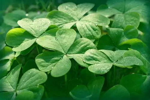 Clover characteristics