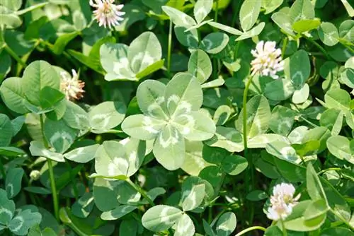 Types of clover at a glance: Which ones are most common in the garden?