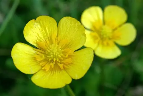 Buttercup profile