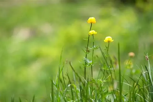 Slåss mot smörblomma