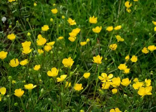 Smørblomst: Oppdag de spesielle egenskapene til denne planten