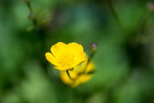 Flor de ranuncul