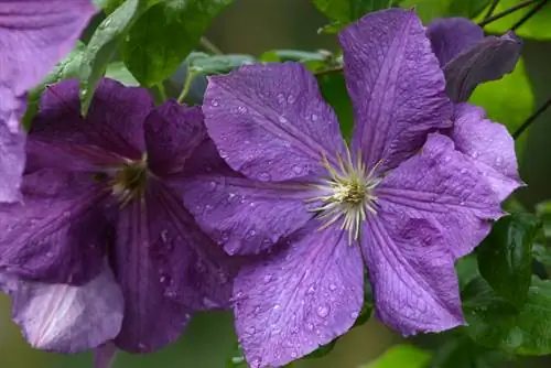 Smørblomstfamilievarianter