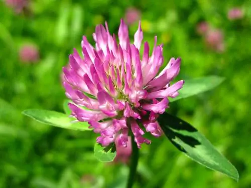 Meadow clover profile