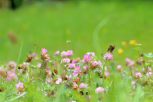 Beveg rooiklawer: Effektiewe metodes vir die tuin en grasperk