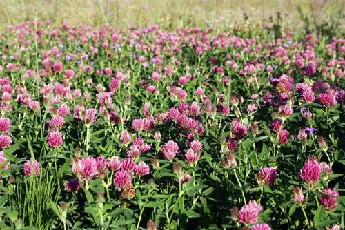 Propagazione del trifoglio rosso: metodi semplici per il giardino e la cucina