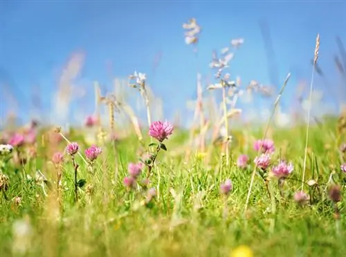 Mahali pa Meadow clover