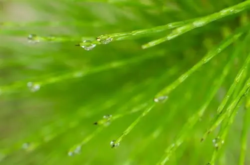 মাঠ horsetail বিভ্রান্তি