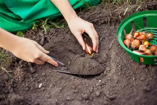 Tulpenbollen planten