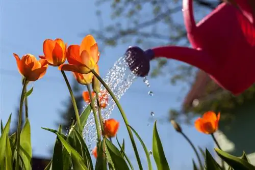 Tulipani d'acqua